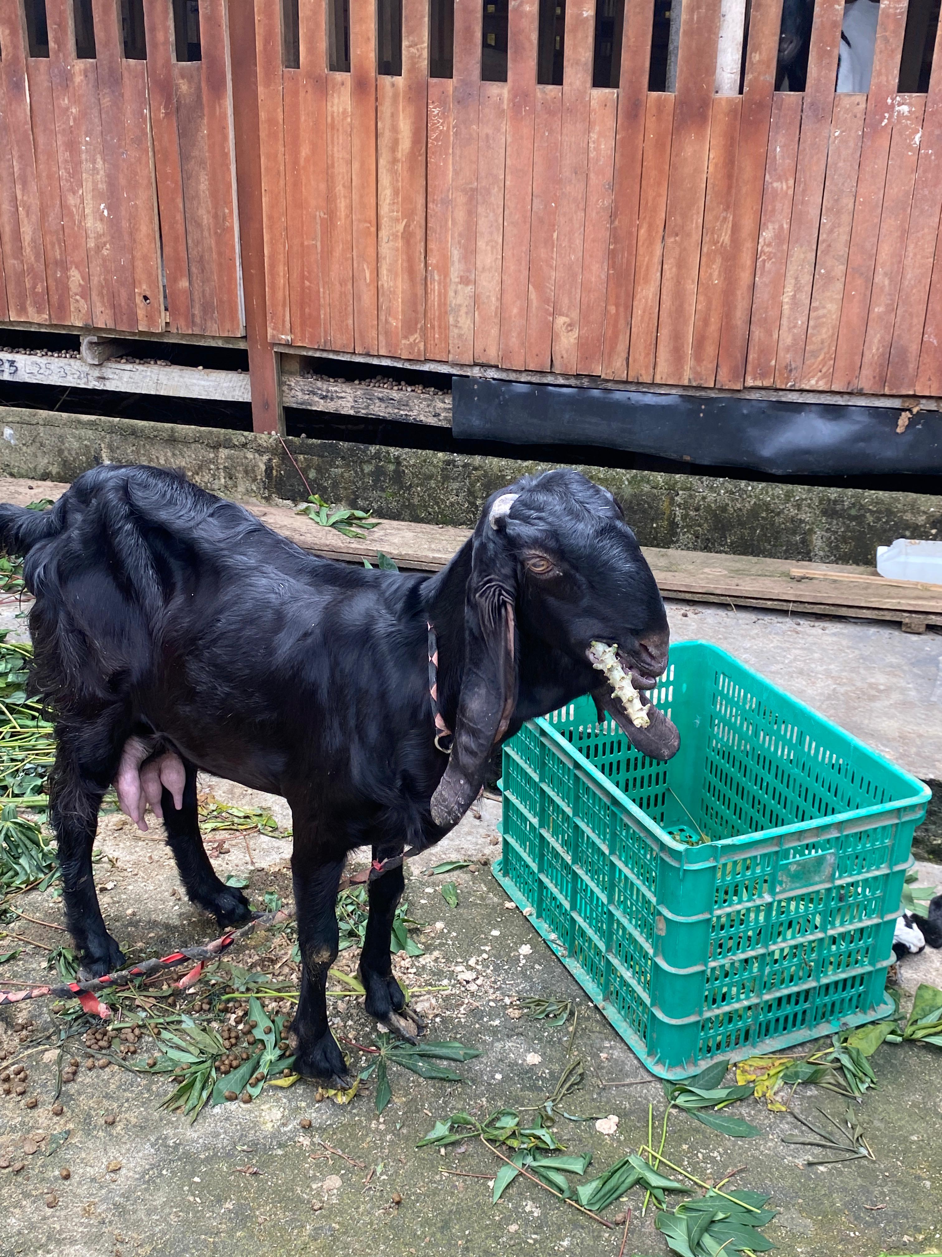 Kambing Etawa Pak Sarino - Image 2