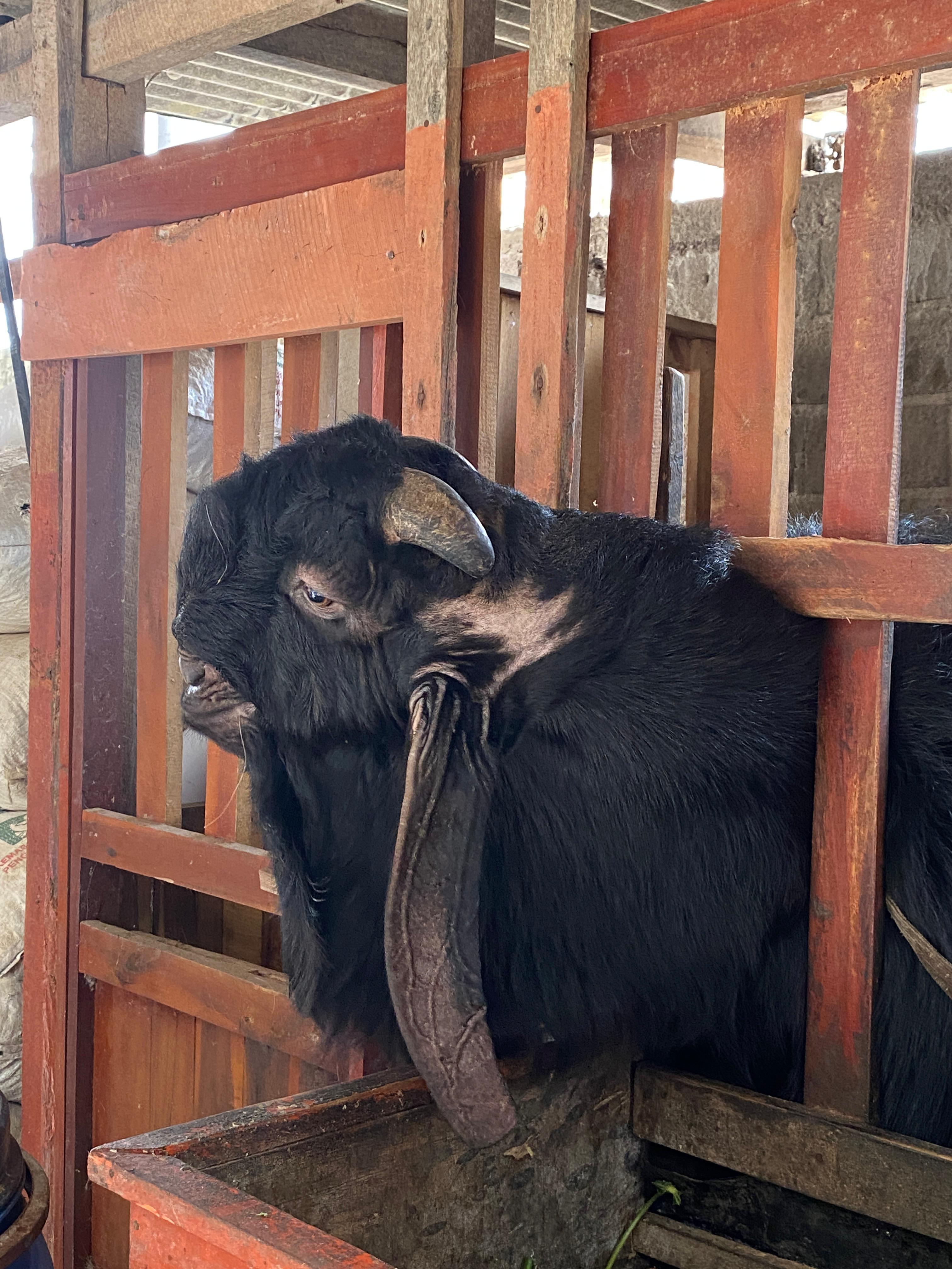 Kambing Etawa Pak Sarino - Image 3
