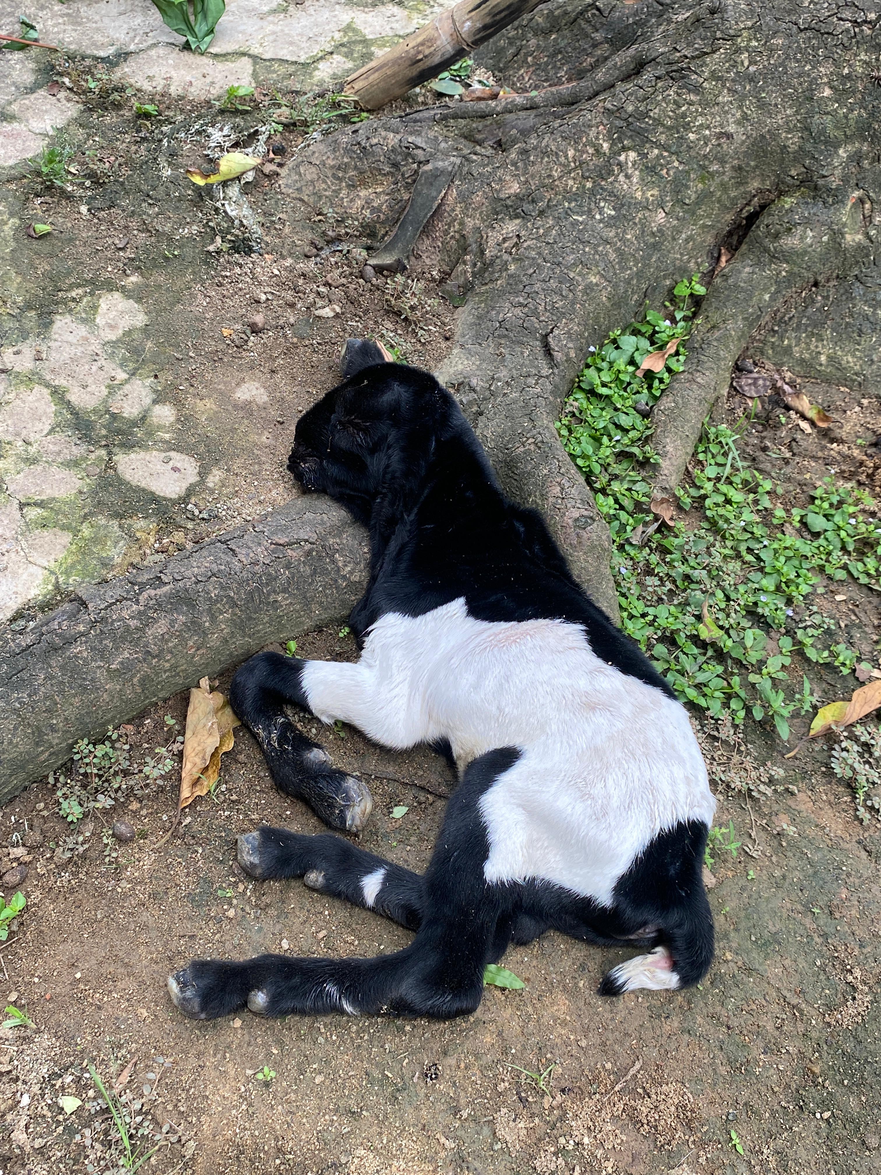 Kambing Etawa Pak Sarino - Image 4
